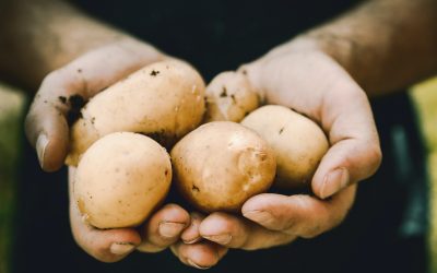 Dalle patate il PACKAGING sostenibile e personalizzato