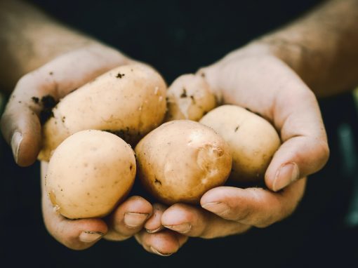 Dalle patate il PACKAGING sostenibile e personalizzato