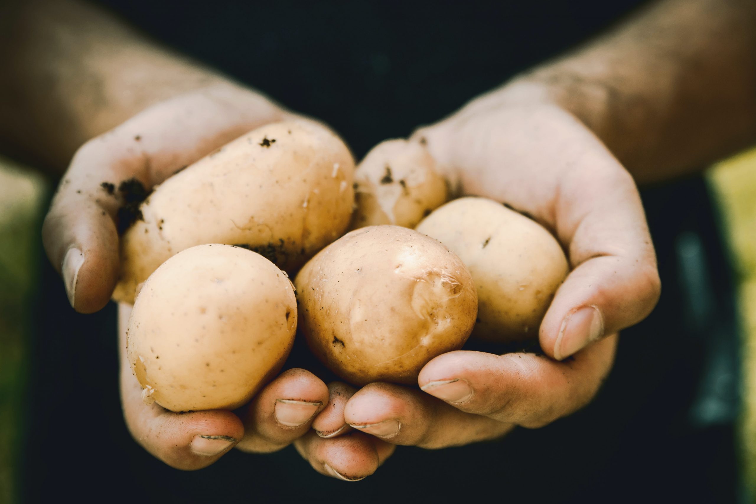 Dalle patate il PACKAGING sostenibile e personalizzato