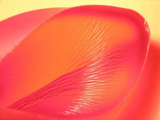 Gel a base poliuretanica